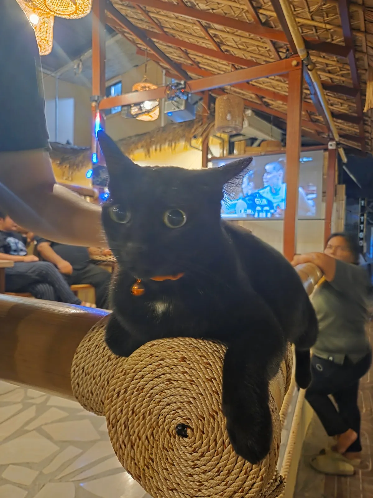not the offending cat, this one was chill img-19